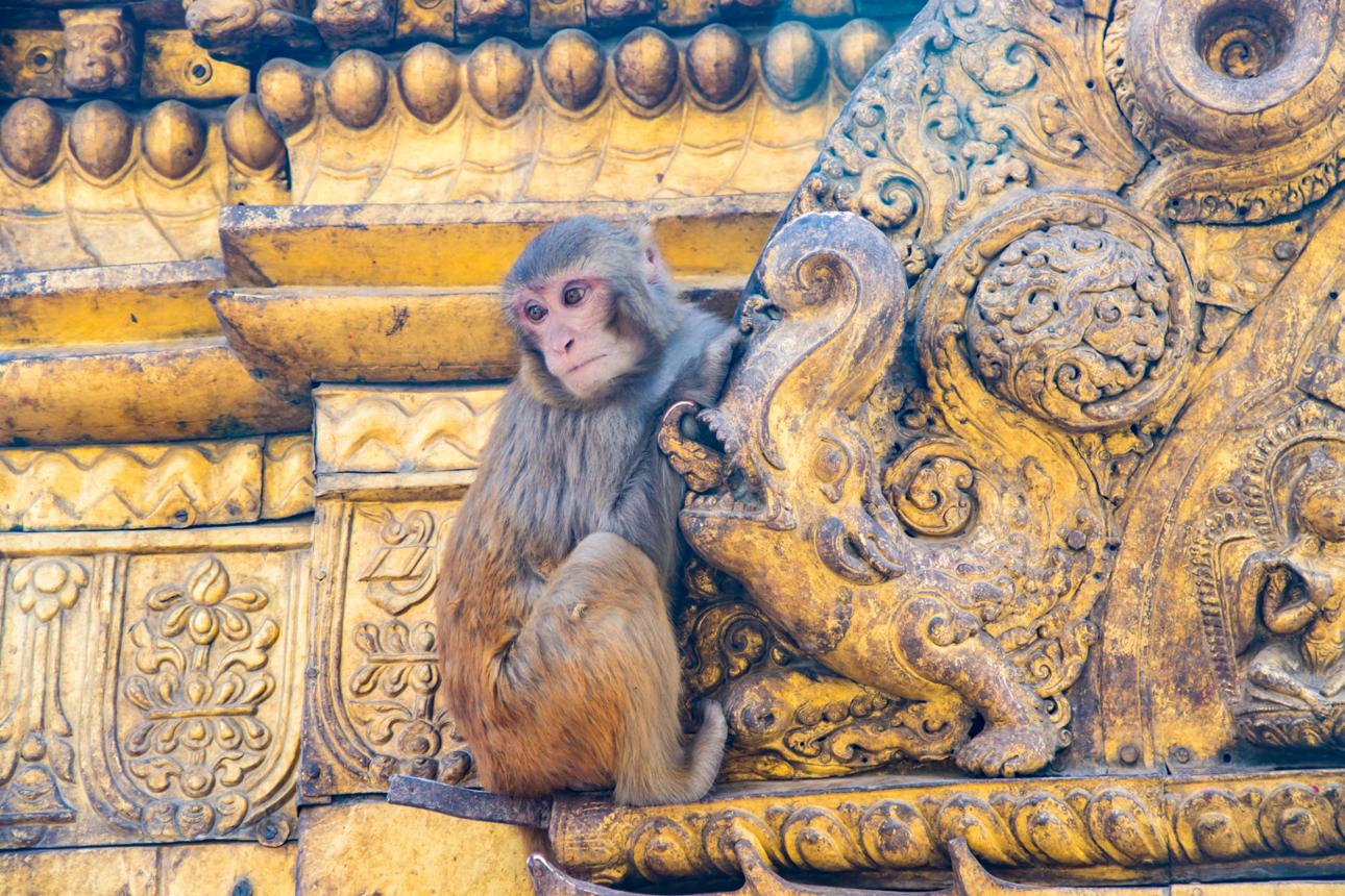 Swayambhunath Monkey Temple